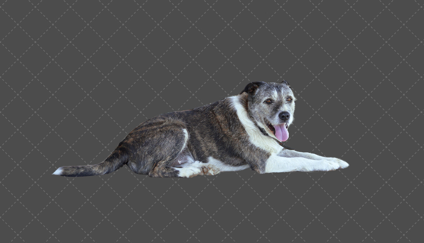 Stock Freebie Dog PNG Overlay