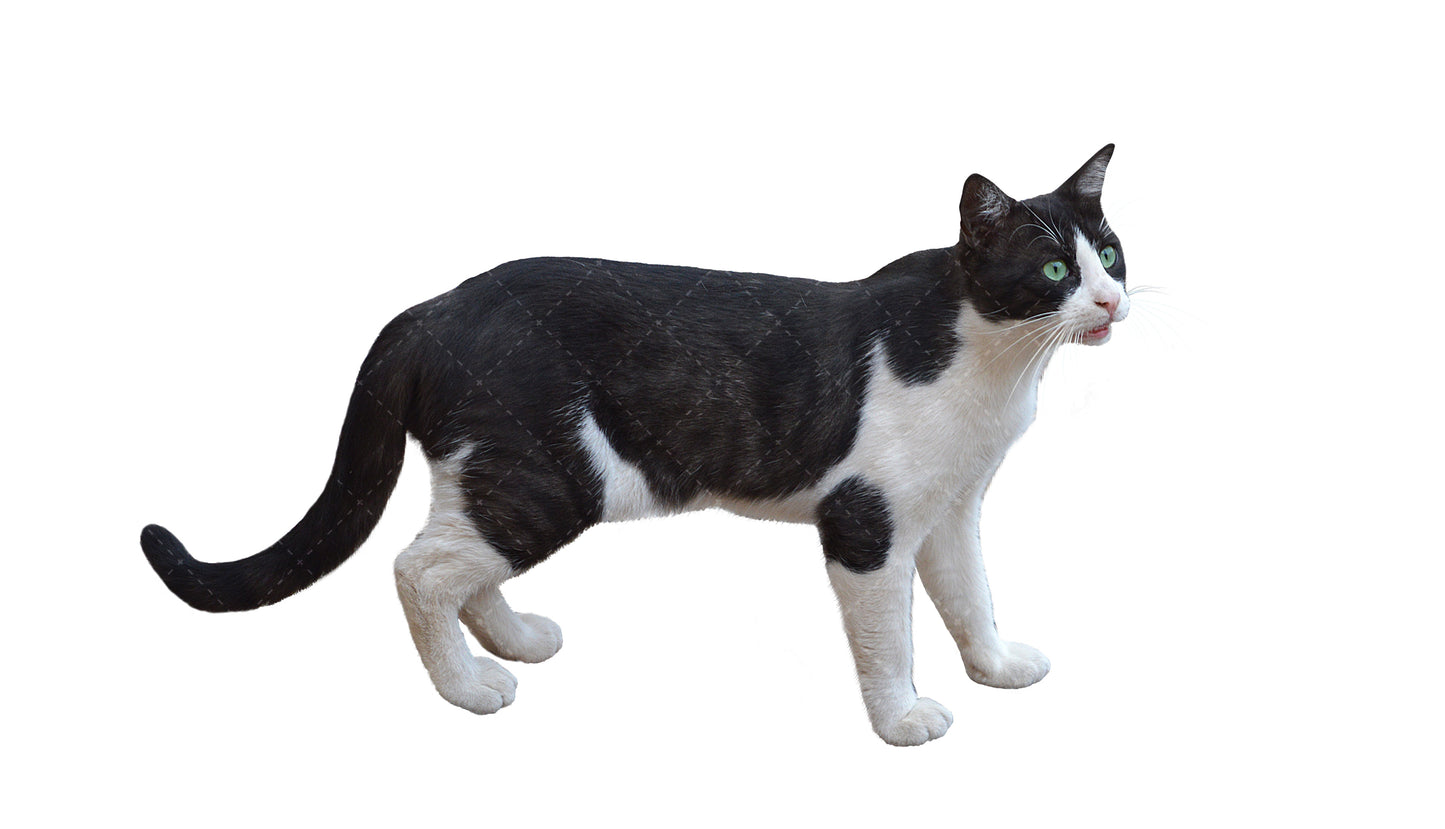 Stock Freebie Cat PNG Overlay