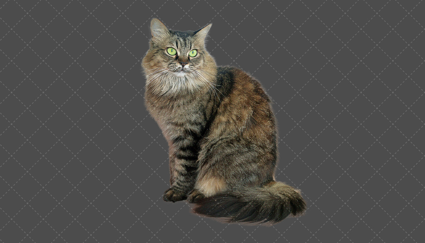 Stock Freebie Cat PNG Overlay