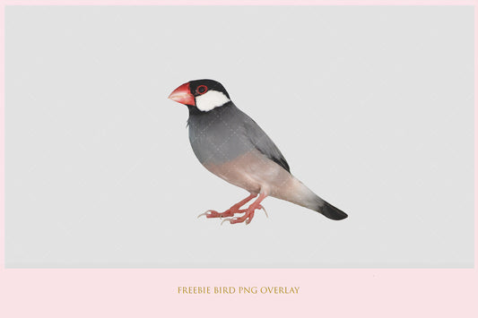 Stock Freebie Bird PNG Overlay