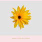 Stock Freebie flower PNG Overlay