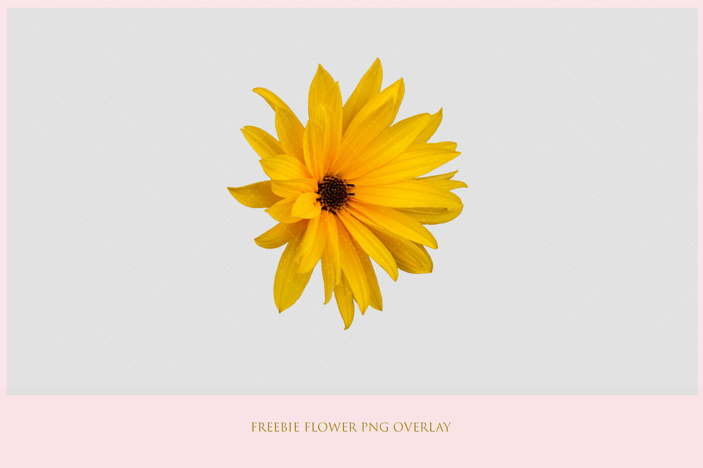 Stock Freebie flower PNG Overlay