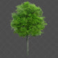 Stock Freebie tree PNG Overlay