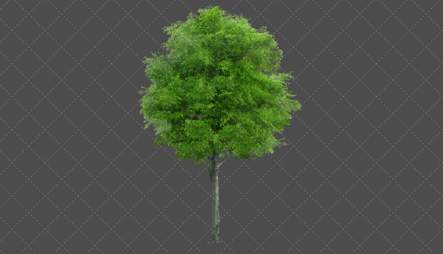 Stock Freebie tree PNG Overlay