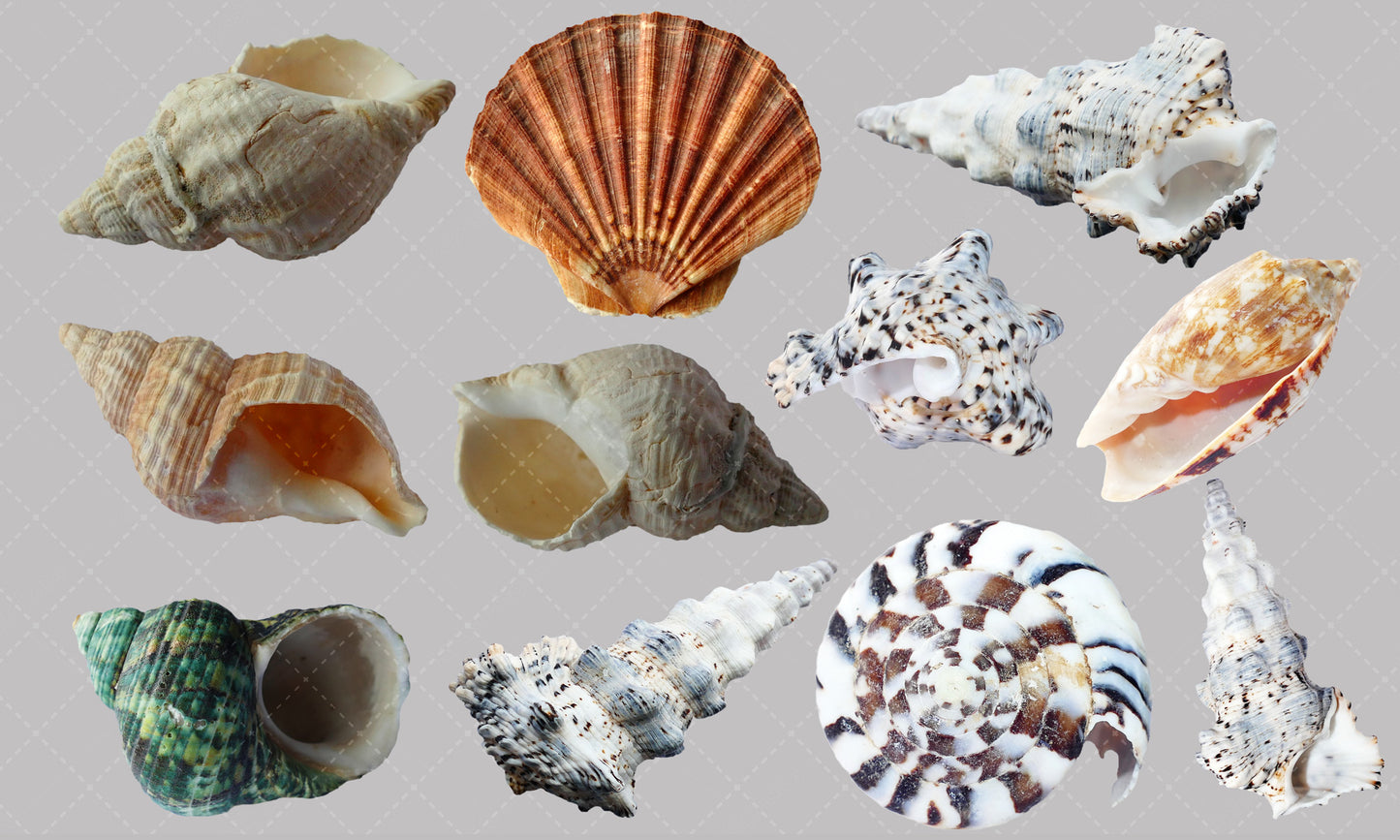 Shell Overlay