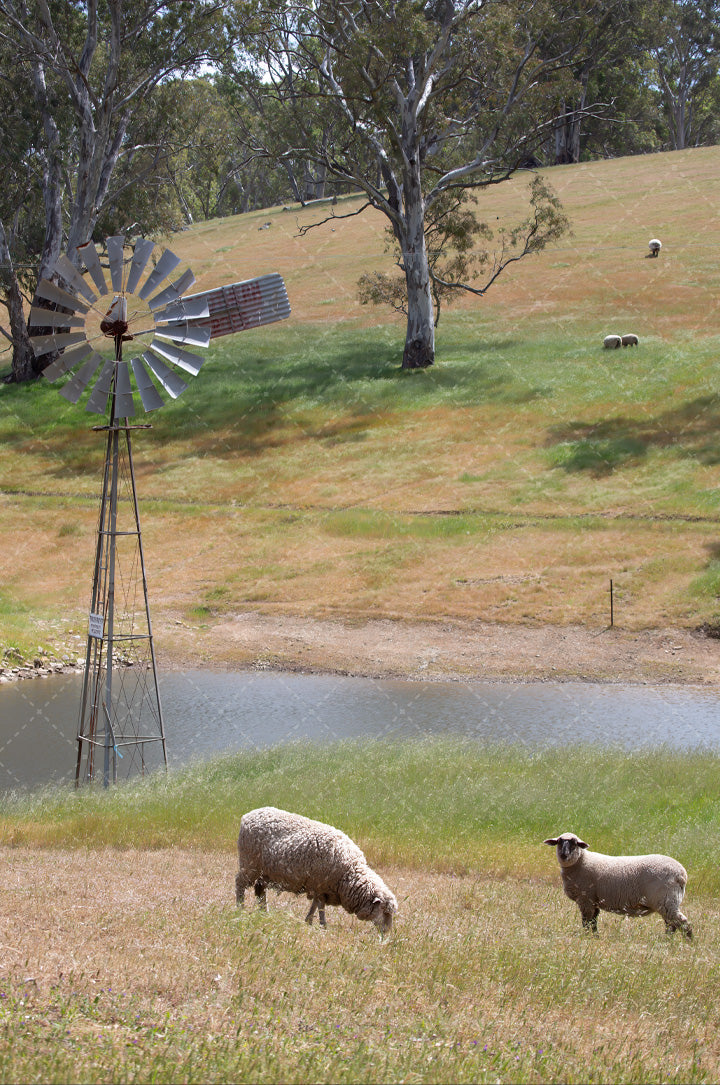 Barossa Valley