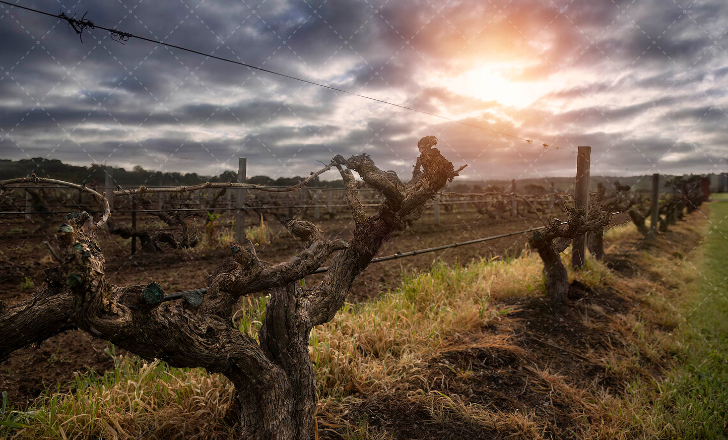 Barossa Valley Vines