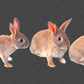 Rabbit Overlay