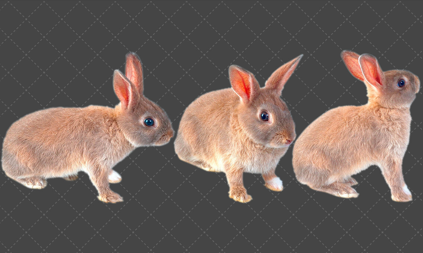 Rabbit Overlay