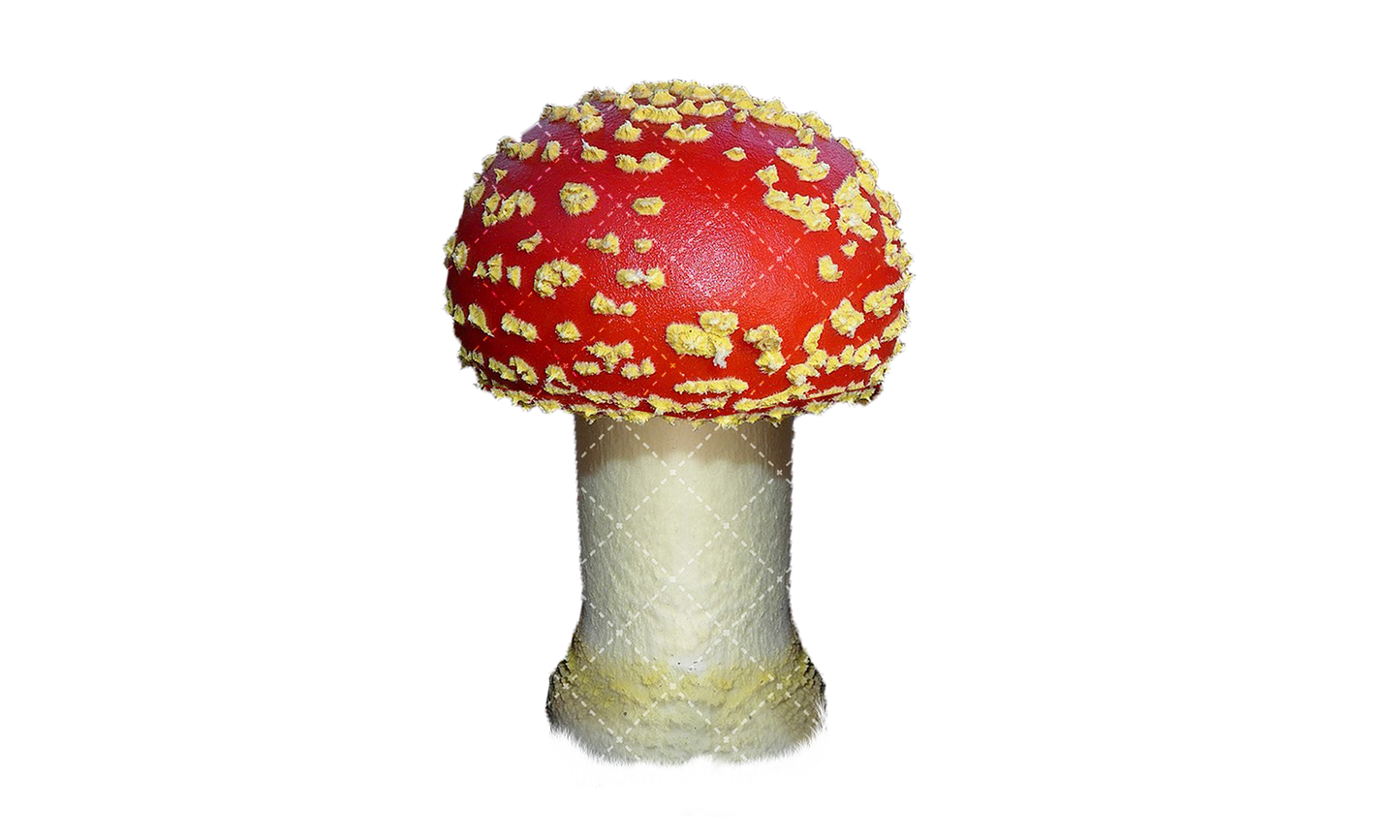 Stock Freebie Mushroom PNG