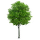 Stock Freebie tree PNG Overlay