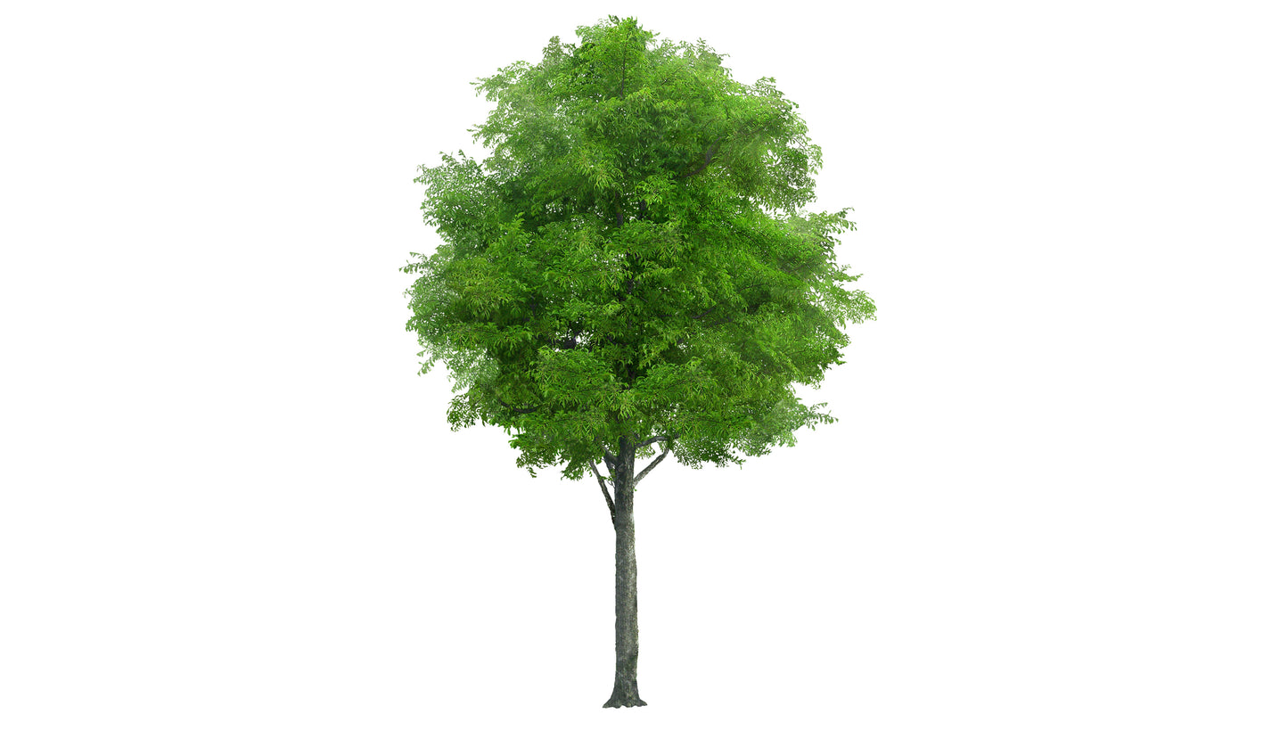 Stock Freebie tree PNG Overlay