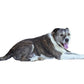 Stock Freebie Dog PNG Overlay