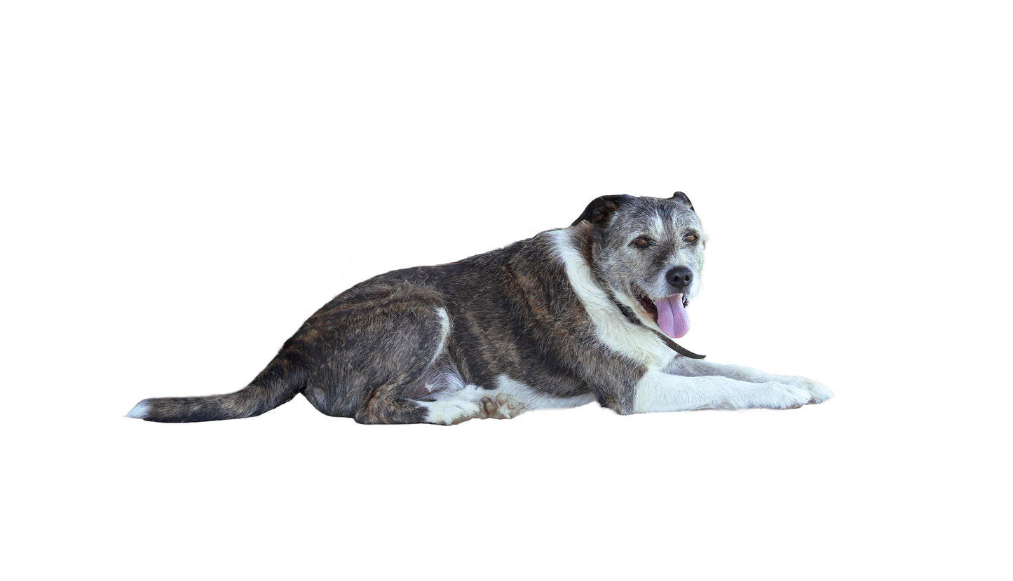 Stock Freebie Dog PNG Overlay