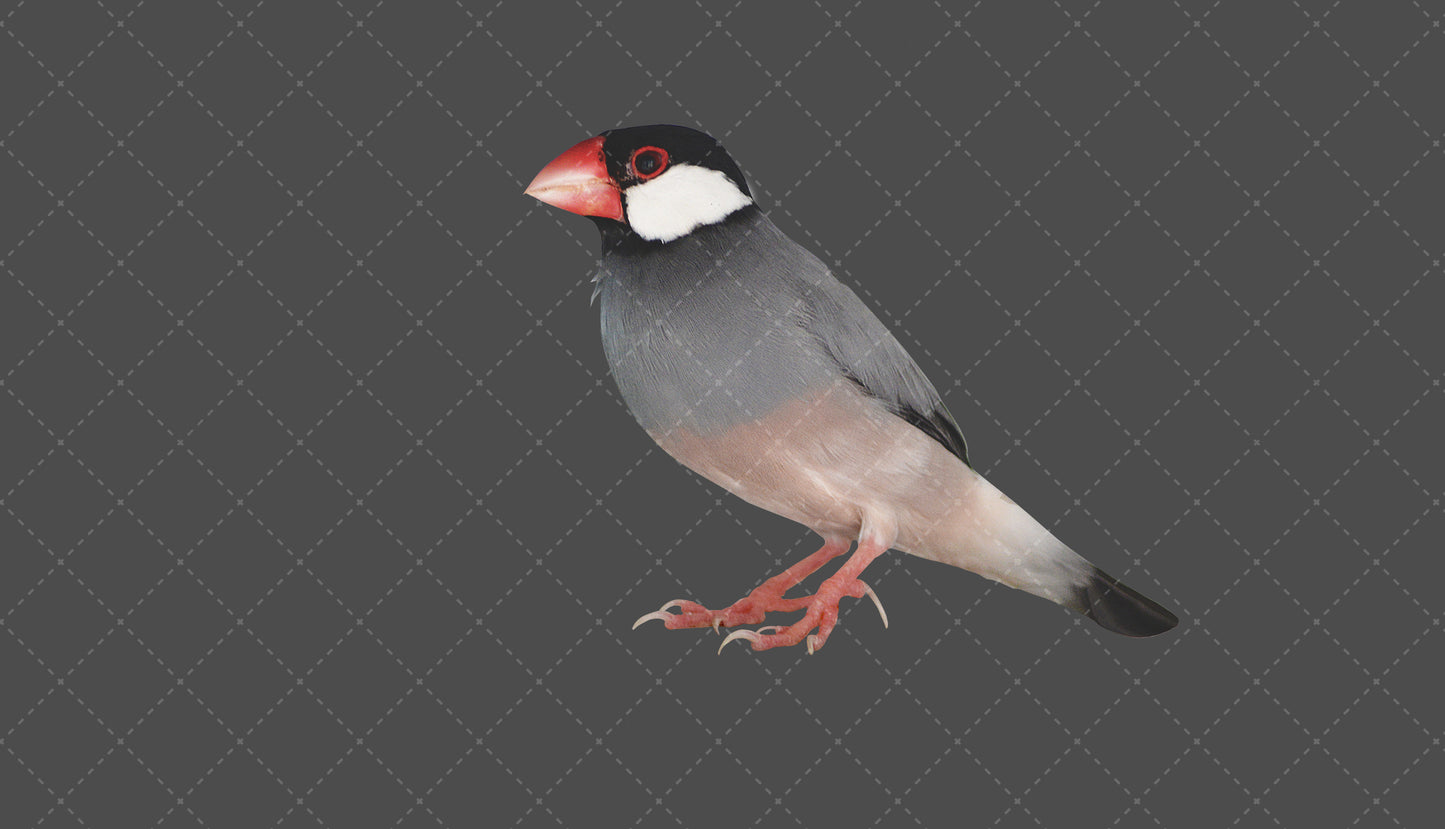 Stock Freebie Bird PNG Overlay