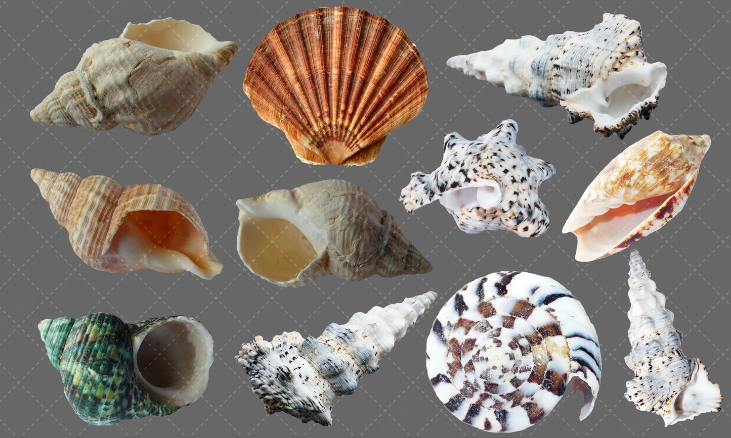 Shell Overlay