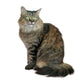 Stock Freebie Cat PNG Overlay