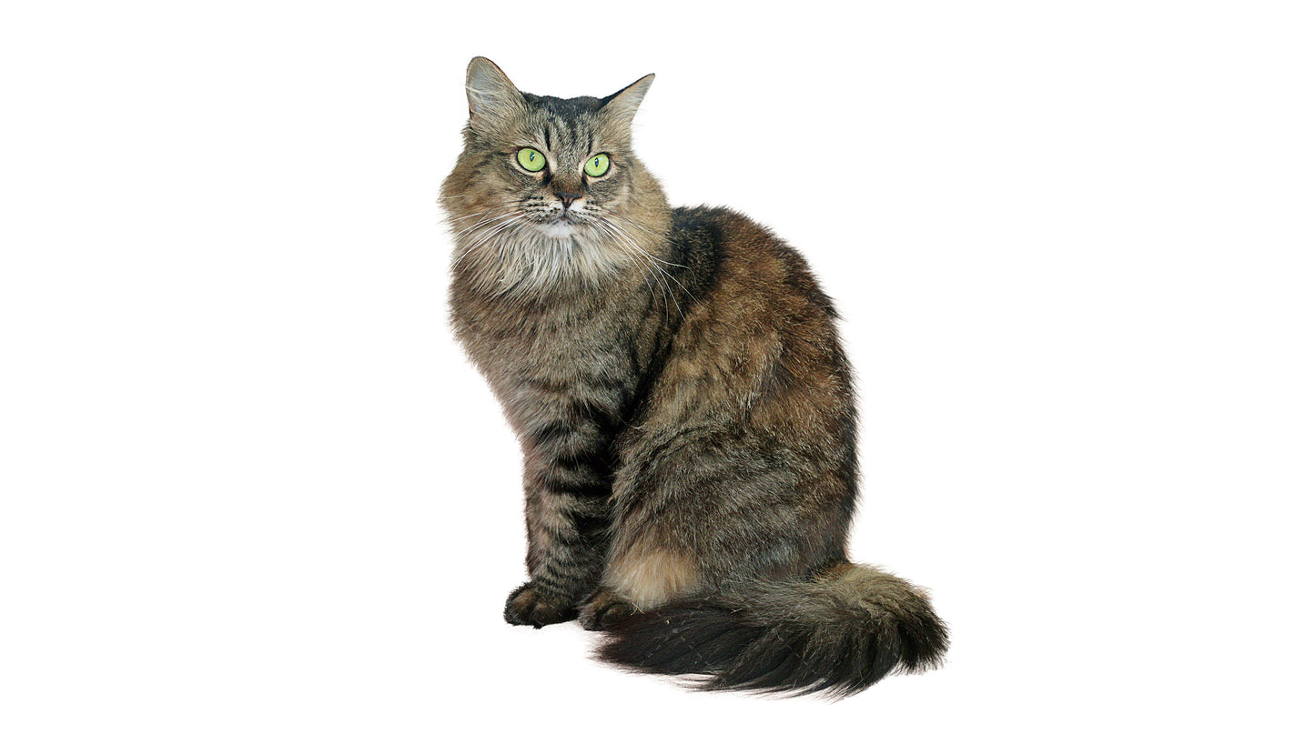 Stock Freebie Cat PNG Overlay