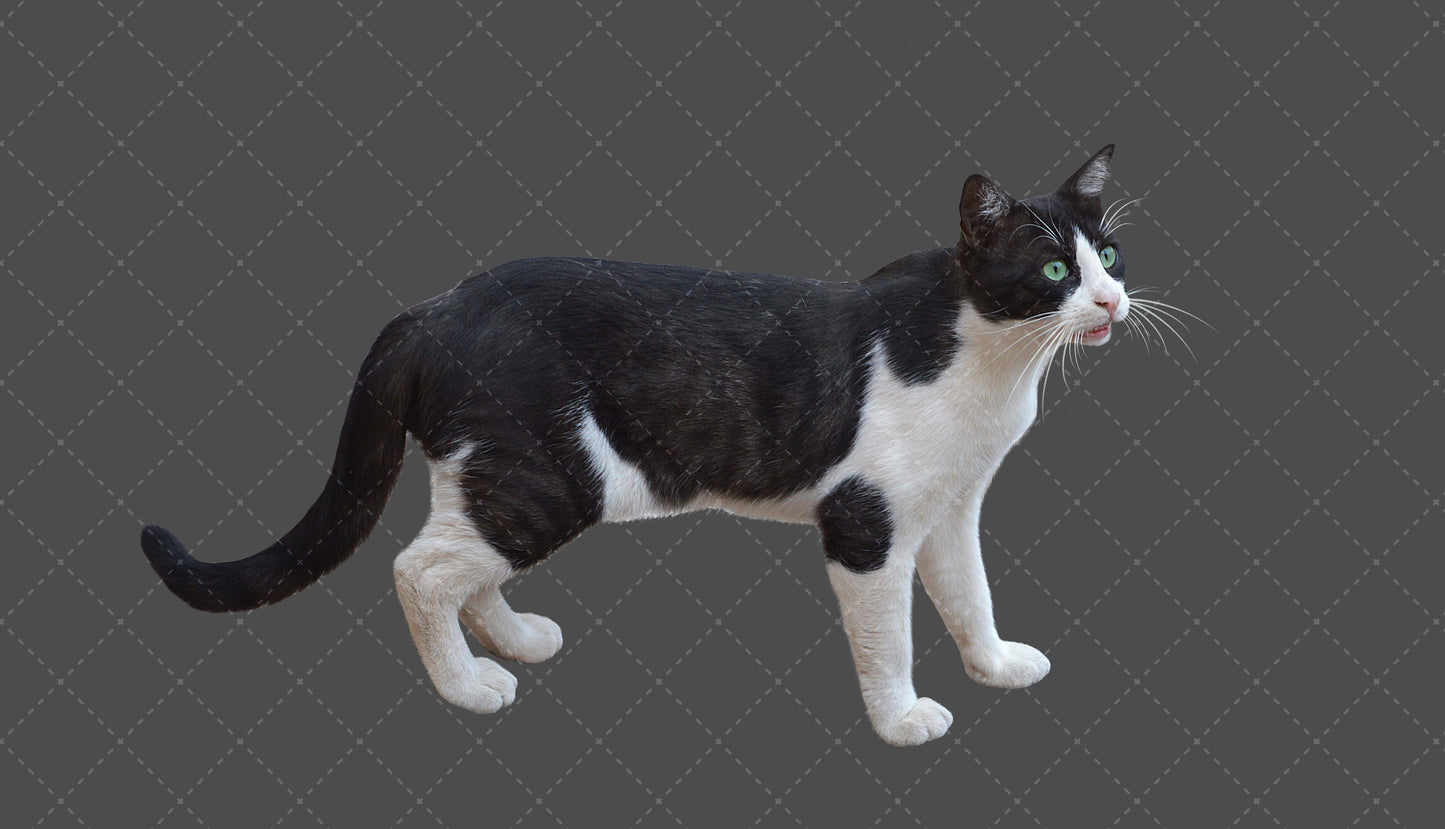 Stock Freebie Cat PNG Overlay