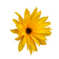 Stock Freebie flower PNG Overlay