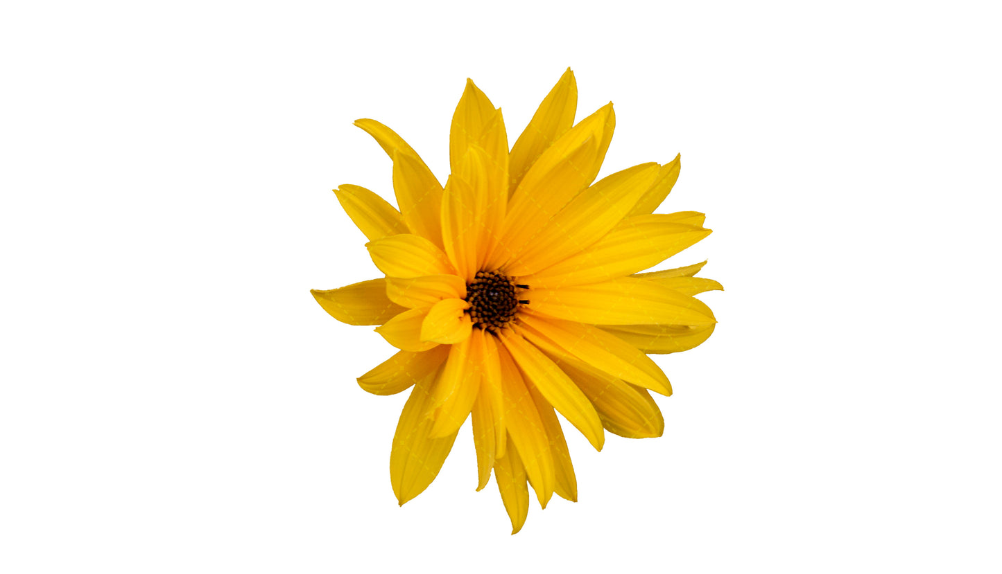 Stock Freebie flower PNG Overlay