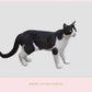 Stock Freebie Cat PNG Overlay