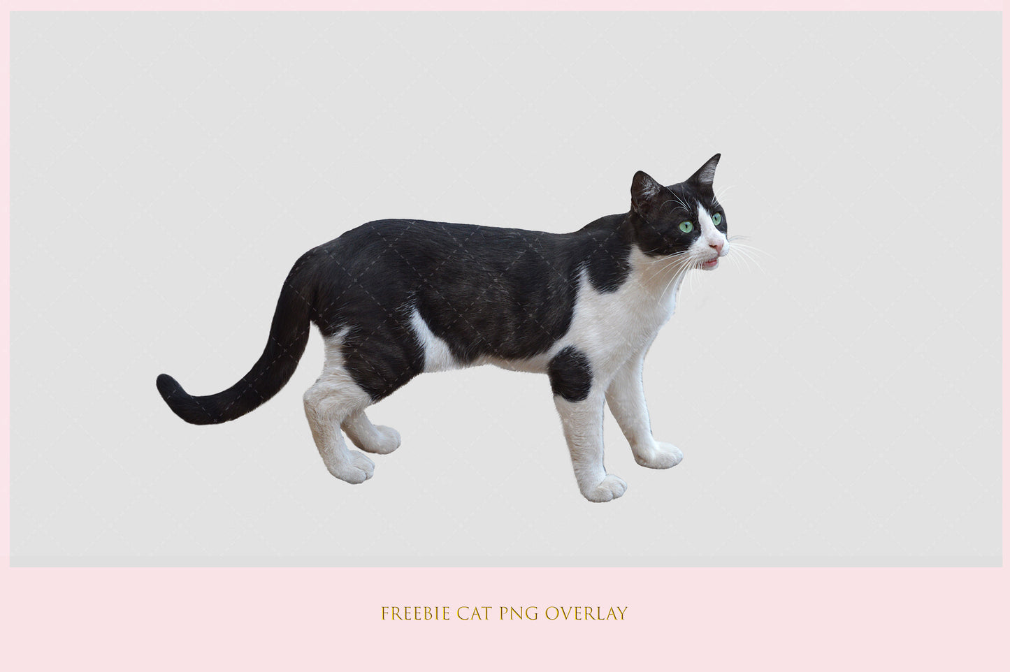 Stock Freebie Cat PNG Overlay