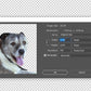 Stock Freebie Dog PNG Overlay