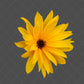 Stock Freebie flower PNG Overlay