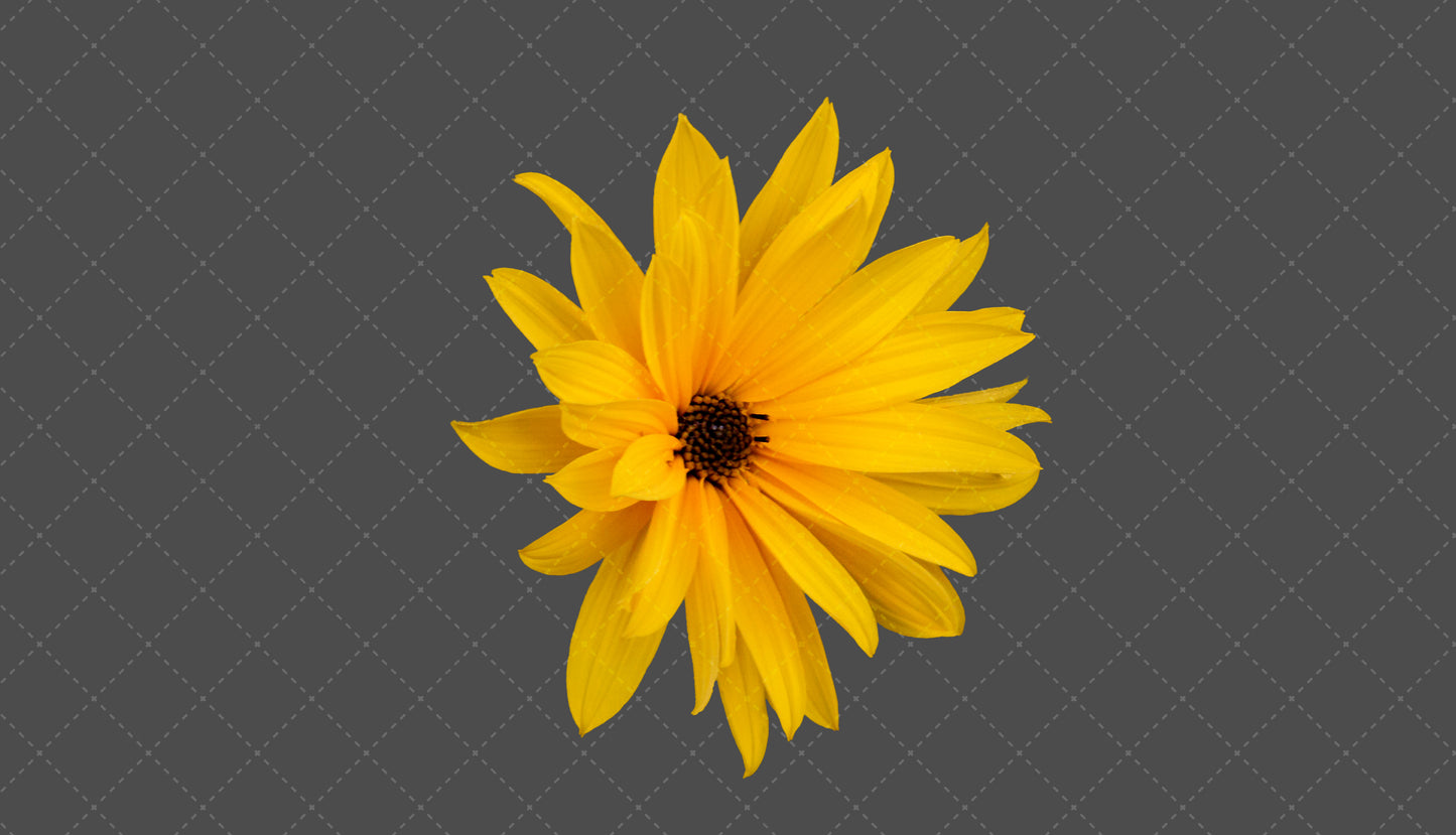 Stock Freebie flower PNG Overlay