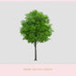 Stock Freebie tree PNG Overlay