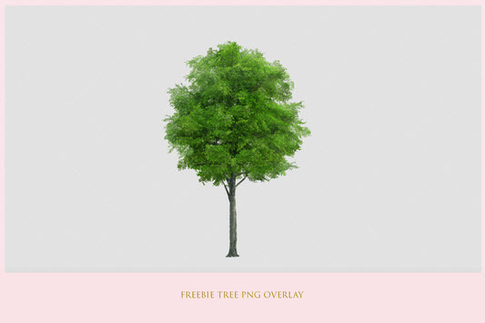 Stock Freebie tree PNG Overlay