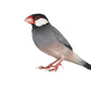 Stock Freebie Bird PNG Overlay