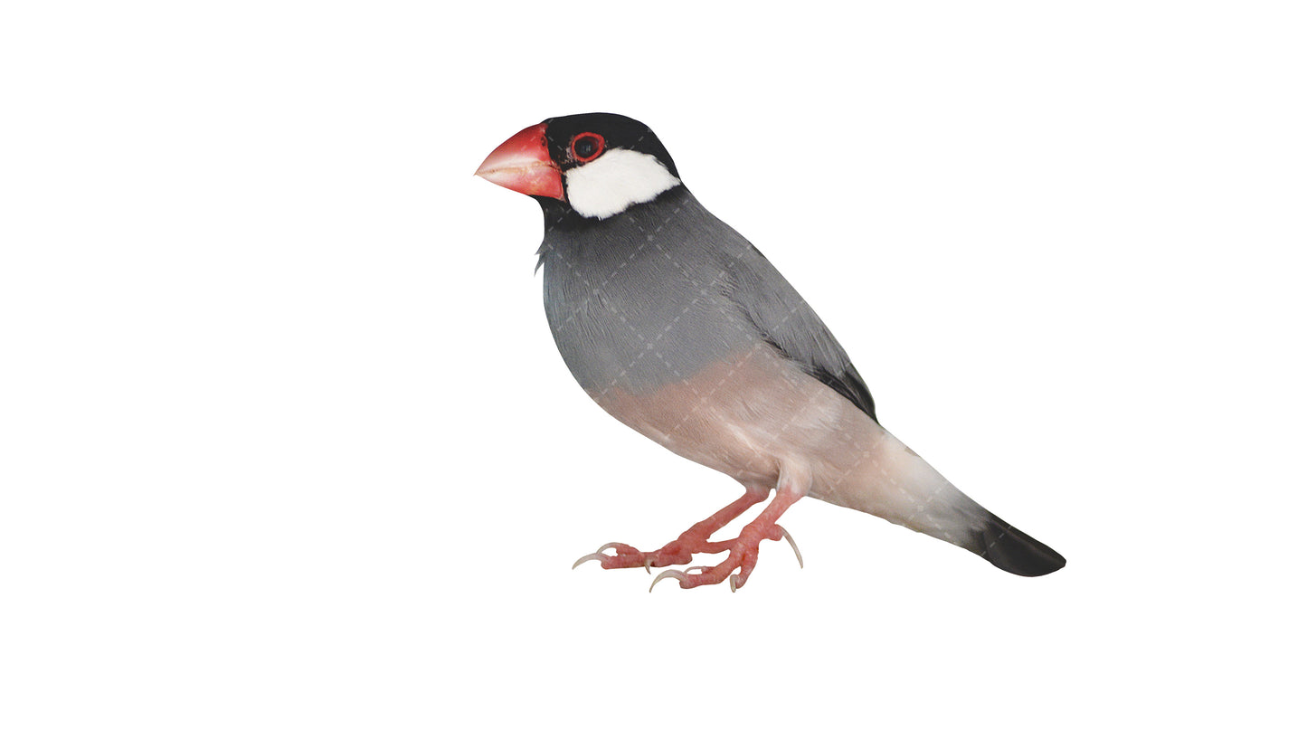 Stock Freebie Bird PNG Overlay