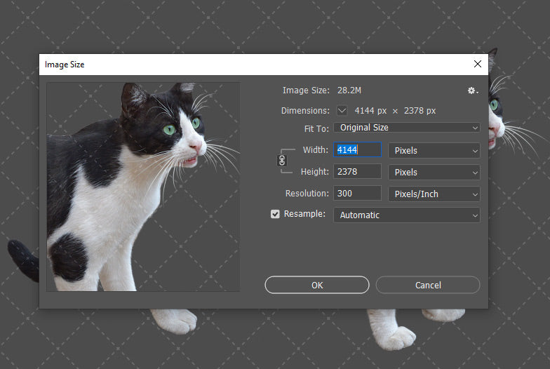 Stock Freebie Cat PNG Overlay