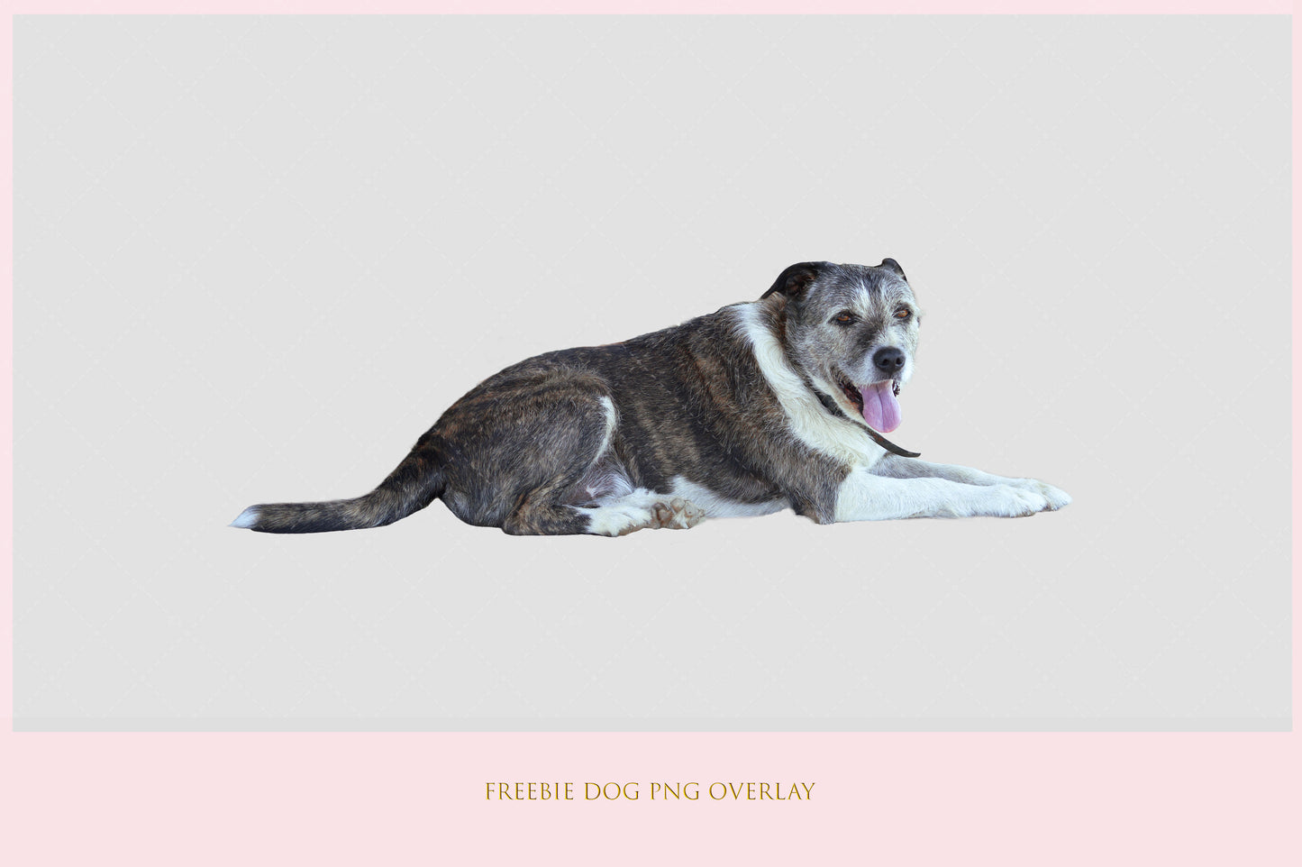 Stock Freebie Dog PNG Overlay