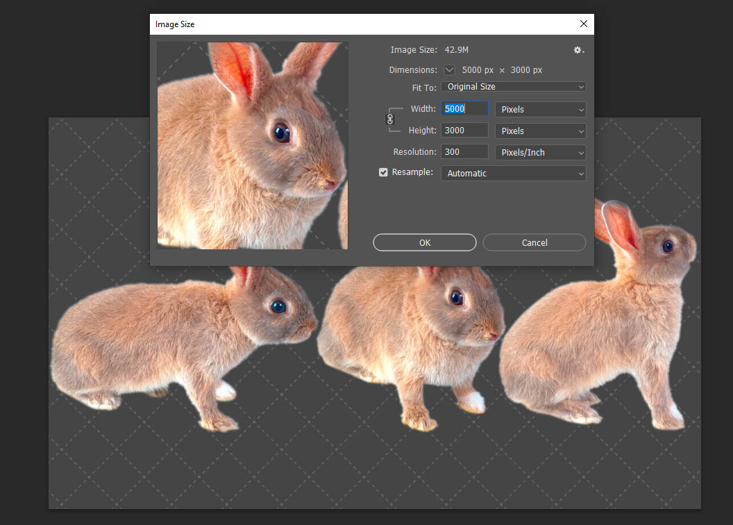 Rabbit Overlay