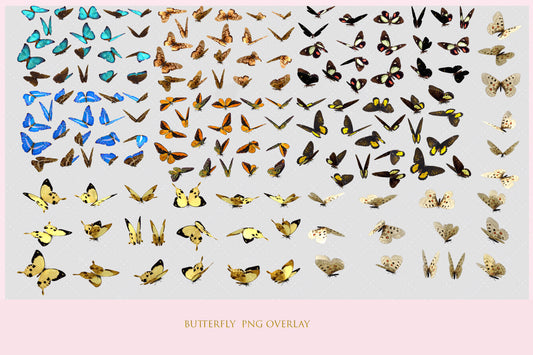 Butterfly Overlay