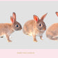 Rabbit Overlay