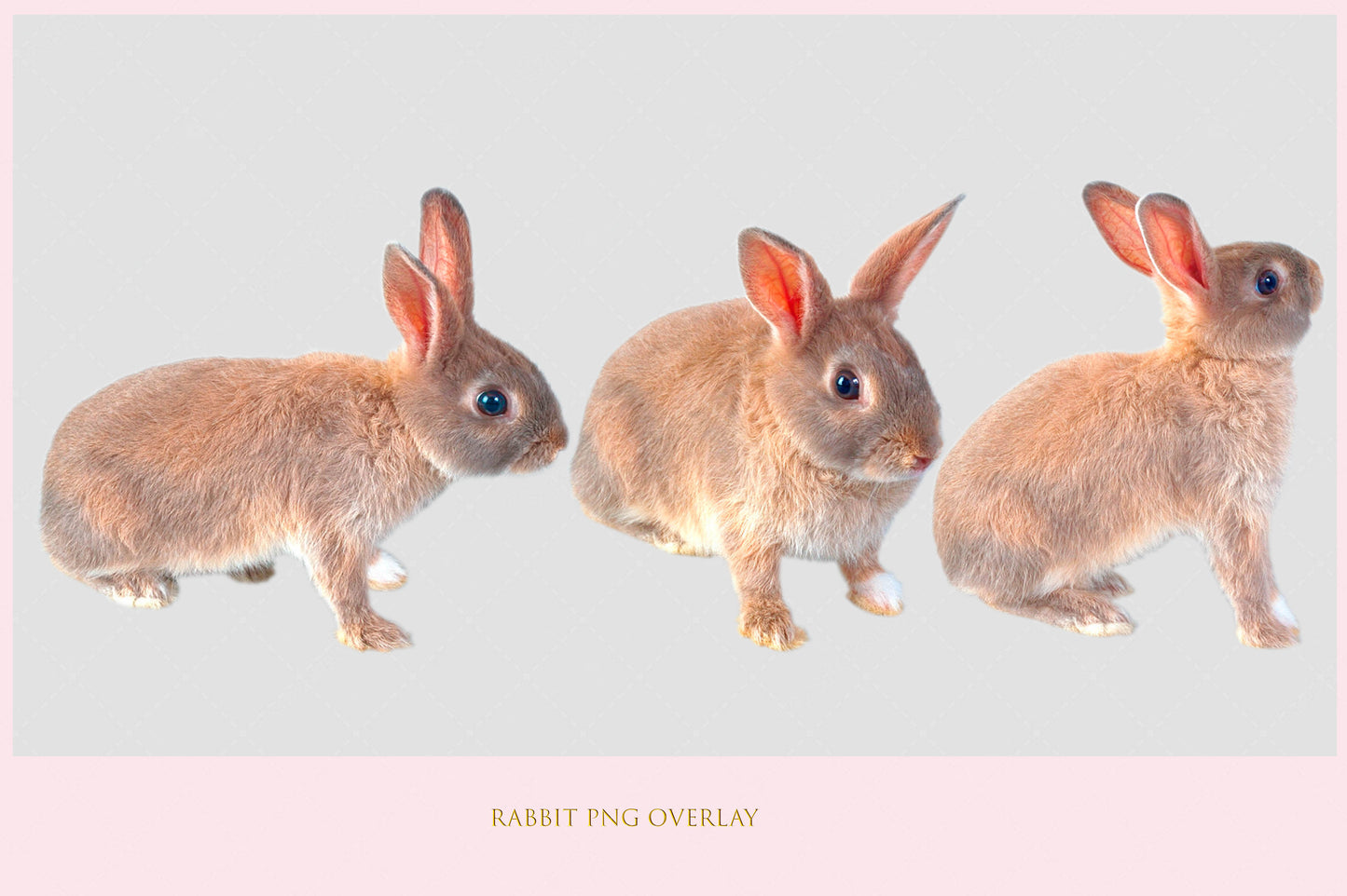 Rabbit Overlay