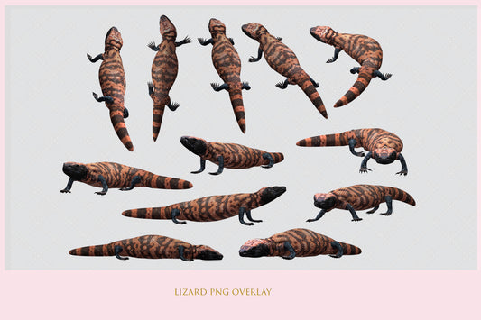 Lizard PNG