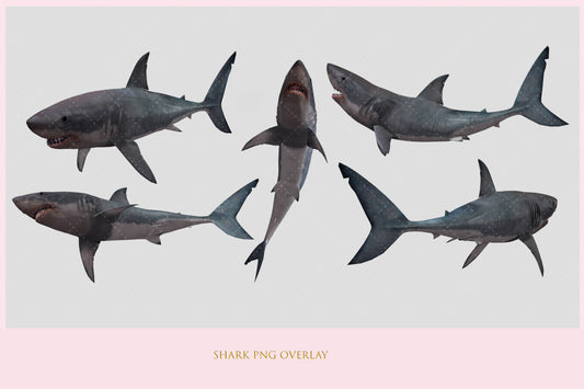 Shark Overlay