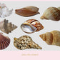 Shell Overlay