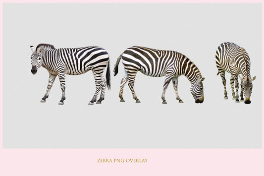 Zebra Overlay