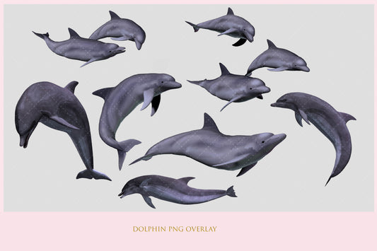 Dolphin Overlay