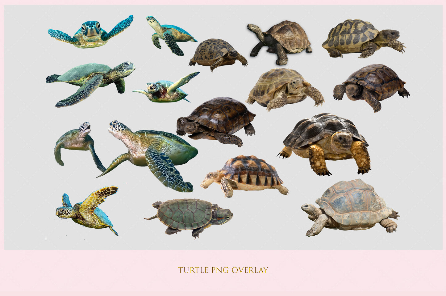 Turtle Overlay