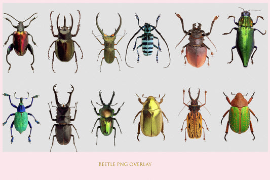 Beetle Overlay