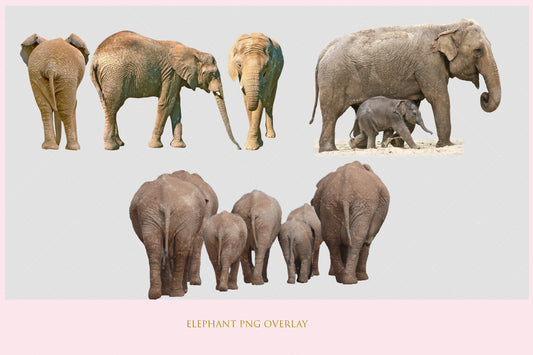 Elephant Overlay