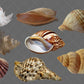 Shell Overlay