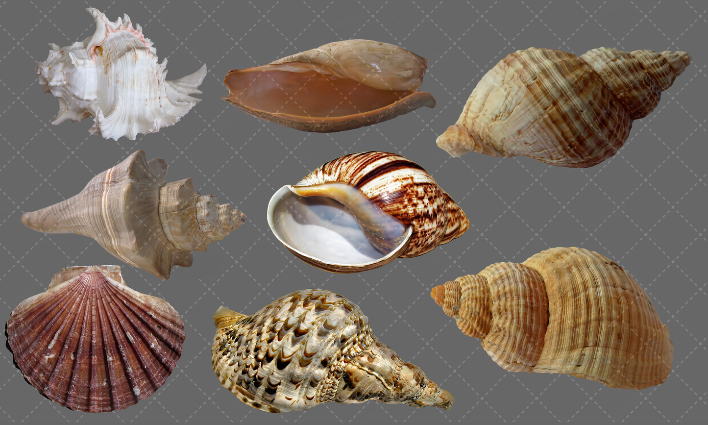 Shell Overlay